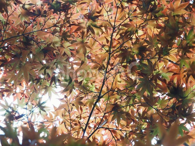 紅葉　秋のイメージ 紅葉,秋イメージ,もみじの写真素材