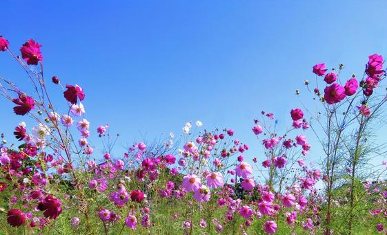 秋晴れの青空と秋風に揺れる秋桜の花 秋晴れの青空と秋風に揺れる秋桜の花 コスモス,コスモス畑,秋の写真素材