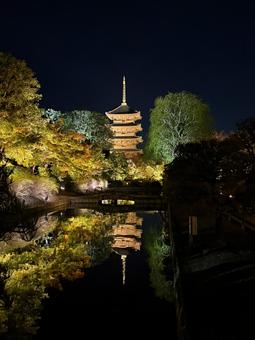 東寺/秋/ライトアップ 東寺/秋/ライトアップの写真