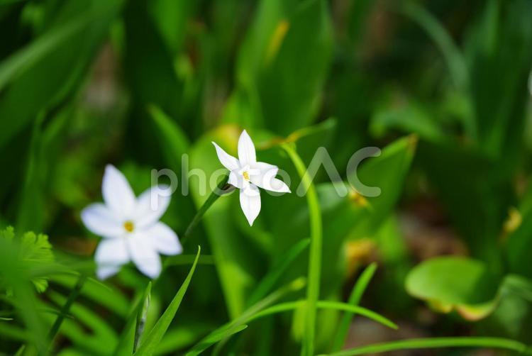 白い花 白,花,花びらの写真素材