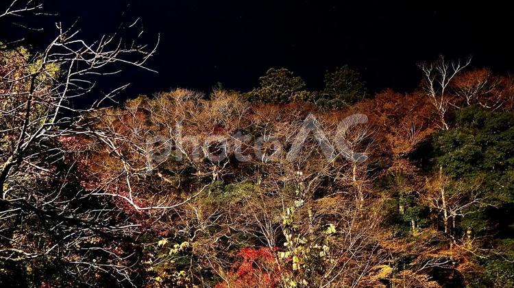 千葉県養老渓谷　夜の粟又の滝付近の紅葉 紅葉,粟又の滝,養老渓谷の写真素材