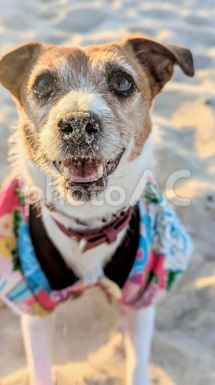 ちゃんちゃんこを着た砂まみれのジャック ジャックラッセルテリア,犬,日の出の写真素材
