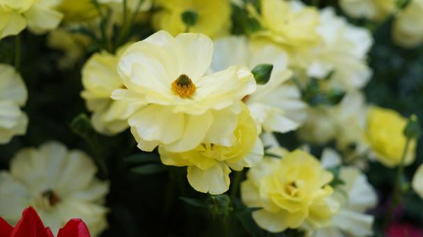 道ばたの花 道ばたの花の写真