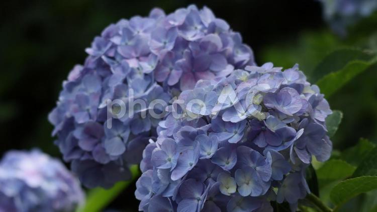 梅雨の晴れ間に紫の競演 アジサイ,あじさい,紫陽花の写真素材