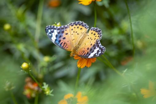 ツマグロヒョウモンの写真