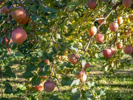 りんご りんご,りんご農家,りんご狩りの写真素材