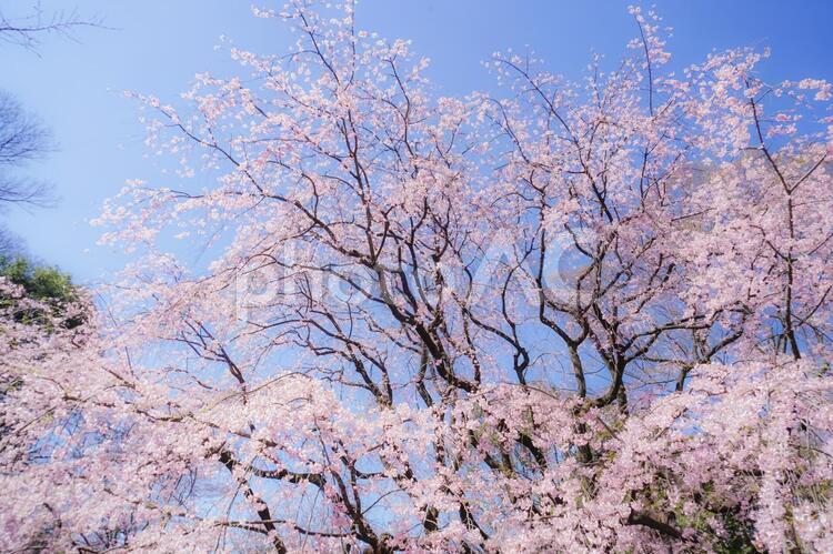 枝垂れ桜と晴天の青空 枝垂れ桜,青空,空の写真素材