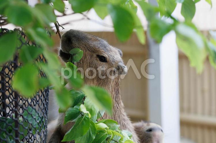 カピバラ カピバラ,生き物,動物の写真素材