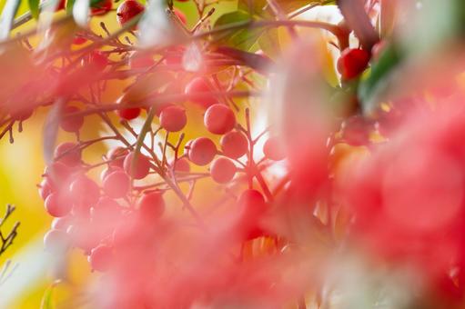 ナンテンの実⑸ 実,ナンテン,植物の写真素材