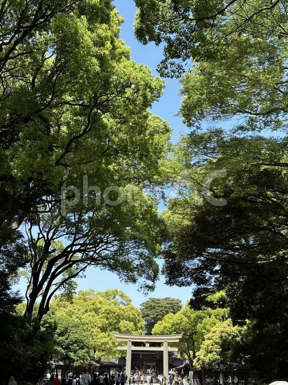 明治神宮 道,パワースポット,パワスポの写真素材