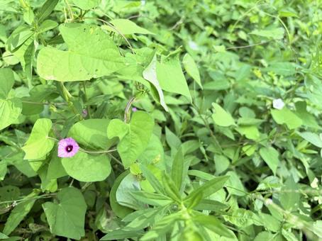 小さなピンクの花 小さなピンクの花 自然,草花,ピンクの花の写真素材