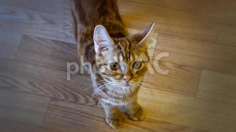 えさをねだる猫 猫,ネコ,ねこの写真素材
