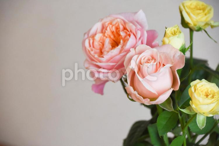 ピンクと黄色のばら ばら,ピンク,薔薇の写真素材