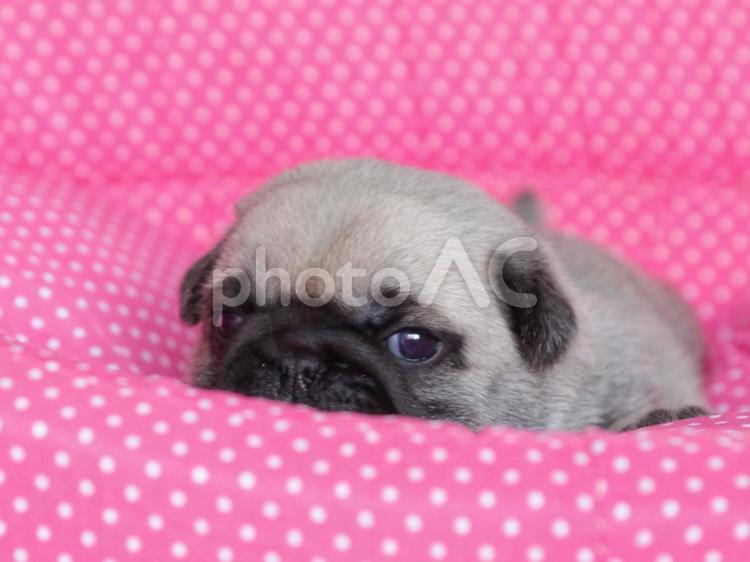 家政婦は見た！パグ編 ペット,犬,パグの写真素材