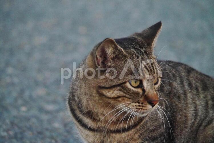 じっとみつめる・横を向く猫 猫,振り返る,後ろを向くの写真素材