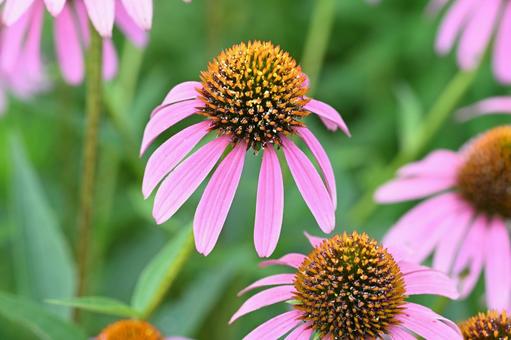 エキナセア エキナセア エキナセア,ムラサキバレンギク,花の写真素材