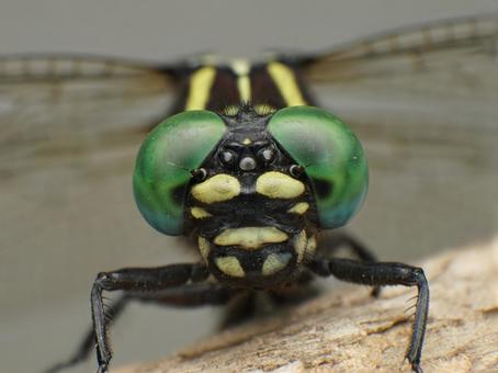 オナガサナエ オナガサナエの写真