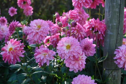 ピンクのダリアの群生 ダリア,花,ピンクの写真素材