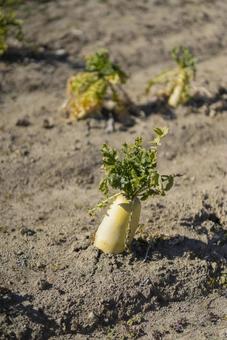 畑に植えられた大根 畑に植えられた大根 大根,野菜,畑の写真素材