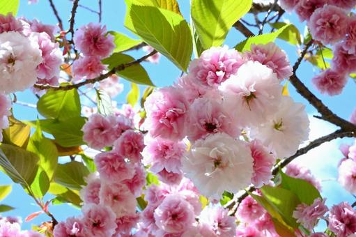空と八重桜 空と八重桜の写真