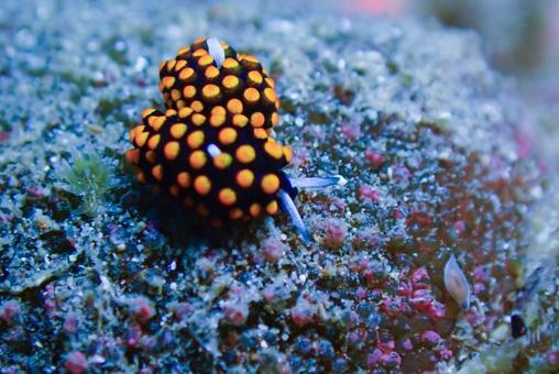 三浦 テントウウミウシ 三浦 テントウウミウシの写真