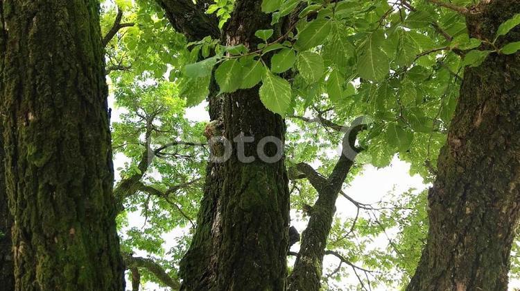木の枝 木,枝分かれ,木の下の写真素材