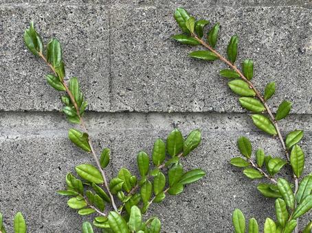 コンクリート壁を這う緑の植物 コンクリート,壁,植物の写真素材