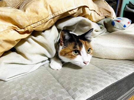 朝だよ！ 三毛猫,calico,catの写真素材