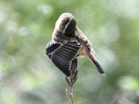毛繕いをするノビタキ 毛繕いをするノビタキの写真