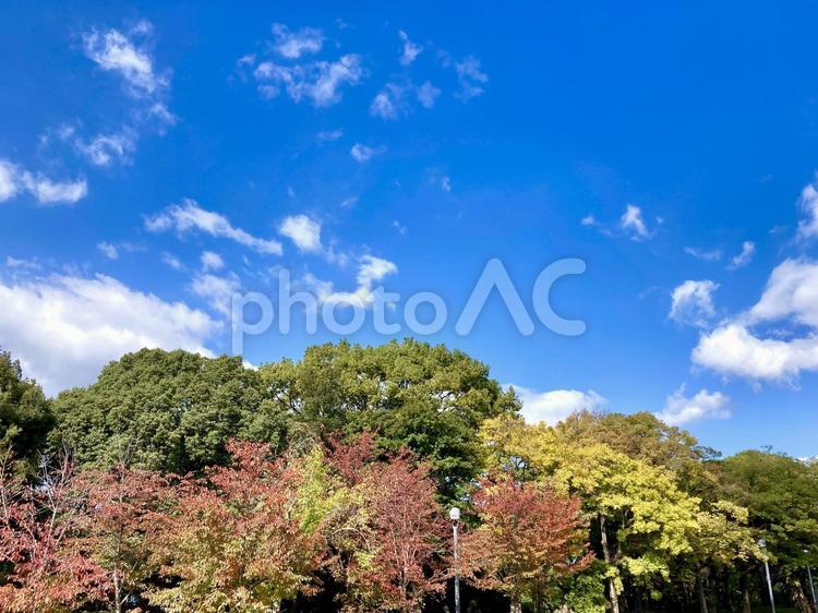 秋の公園、紅葉し始めた木々 紅葉,秋,公園の写真素材