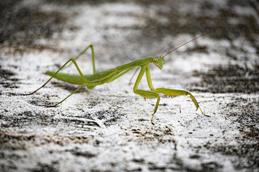 Giant Praying Mantis, JPG Giant Praying Mantis, JPG