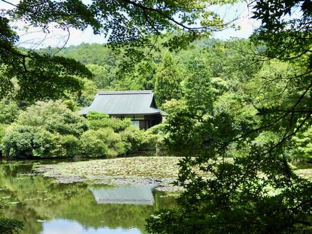 名勝龍安寺庭園の風景2 名勝龍安寺庭園の風景2 龍安寺庭園,龍安寺,鏡容池の写真素材