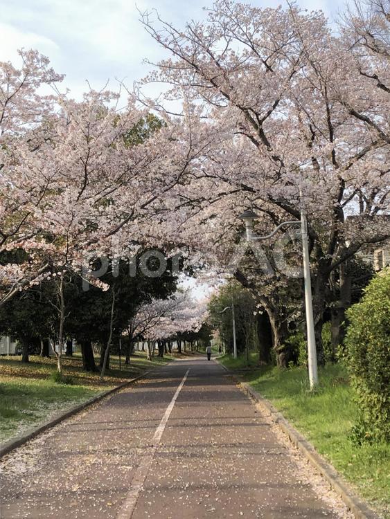 桜並木 風景,桜,道の写真素材