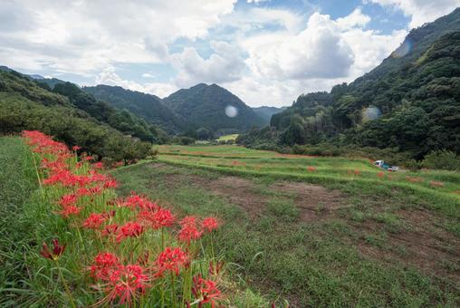 熊本県　番所の棚田の彼岸花 熊本県,熊本,彼岸花の写真素材