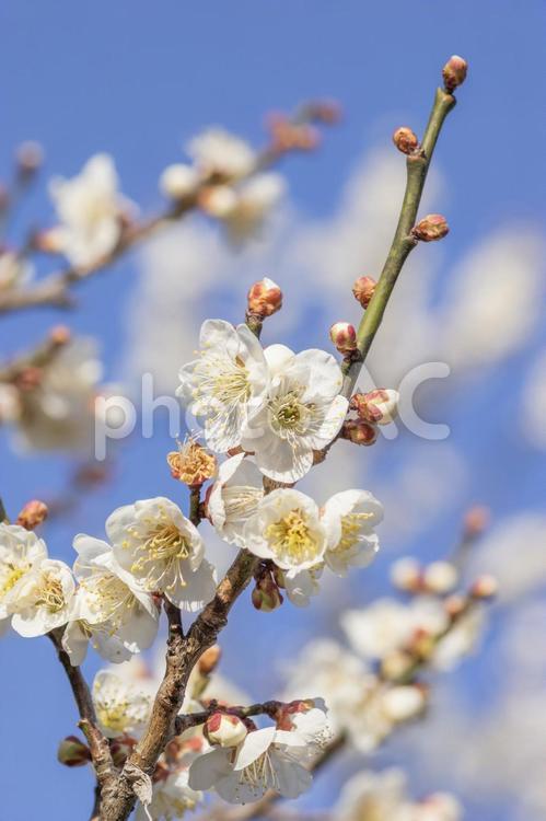 梅林の白梅と青空 梅,梅林,白梅の写真素材