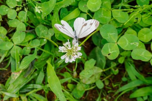 Cabbage White Butterfly(26), JPG Cabbage White Butterfly(26), JPG