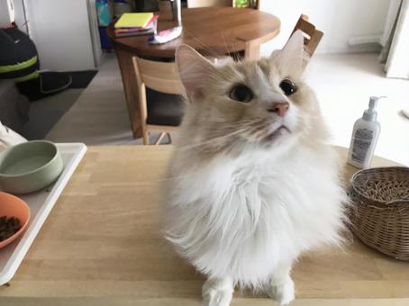 餌の要求 猫,餌を要求,可愛いの写真素材