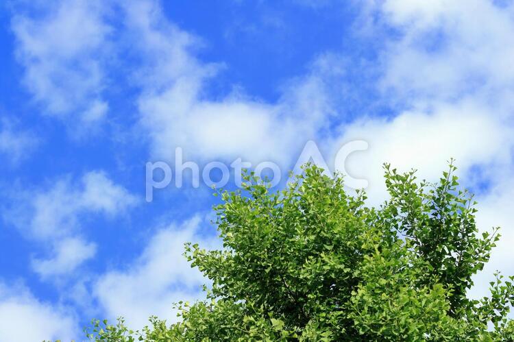 新緑　青空と銀杏の木 新緑,緑,若葉の写真素材