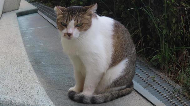 カメラ目線の猫背な猫様 魚眼風 カメラ目線の猫背な猫様 魚眼風の写真