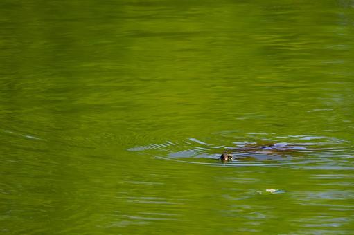 Photo, turtle, mississippi red turtle, green turtle, 