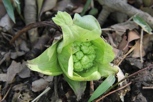フキノトウ・蕗の薹 フキノトウ・蕗の薹の写真