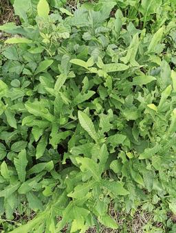 ぐんぐん育ってます。 自然,屋外で,野生の写真素材