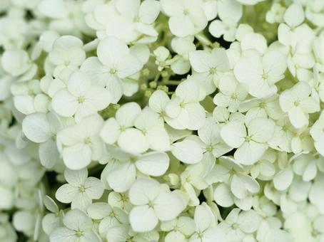 Pure white, Annabelle, annabelle, june, early summer, JPG