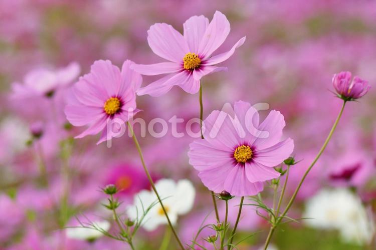 福井県：宮ノ下コスモス広苑 コスモス,秋桜,秋の花の写真素材