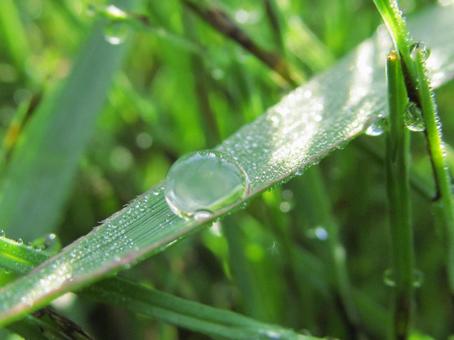 水滴と緑の葉の風景 水滴と緑の葉の風景 水滴,しずく,雨の写真素材