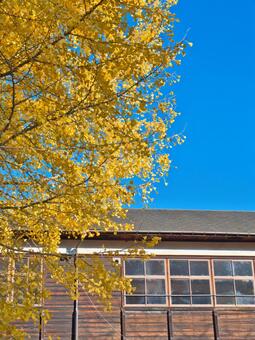 校舎と銀杏 銀杏,いちょう,校舎の写真素材