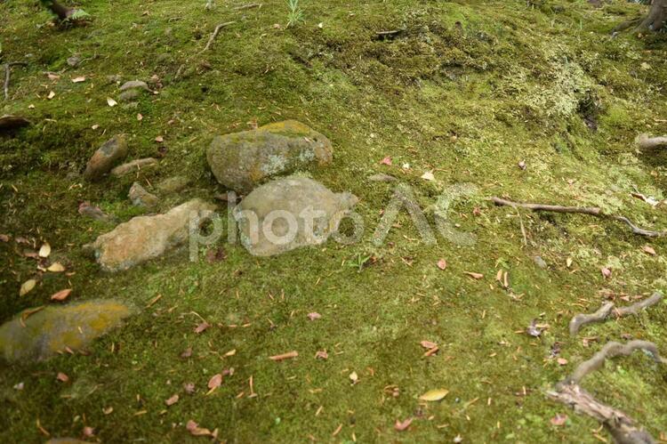 地面　苔　石　緑　自然 地面,苔,石の写真素材