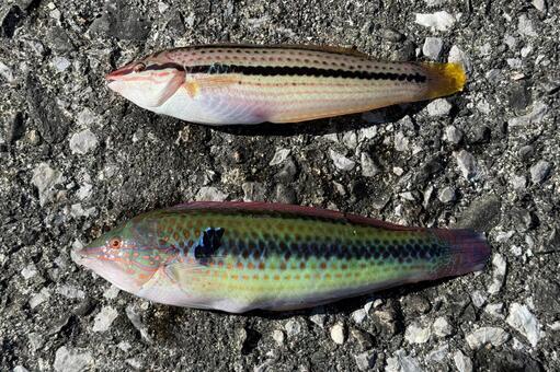 釣魚　キュウセンのメス(上)とオス(下) 魚,キュウセン,魚釣りの写真素材