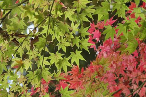 みどりとあかのもみじ みどり,あか,もみじの写真素材