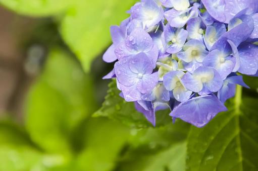 Hydrangea, JPG Hydrangea, JPG